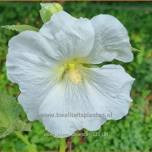 Alcea rosea 'Polarstar'