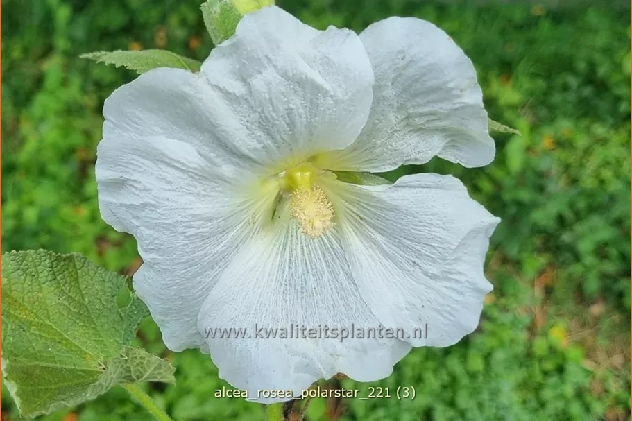 Alcea rosea 'Polarstar'