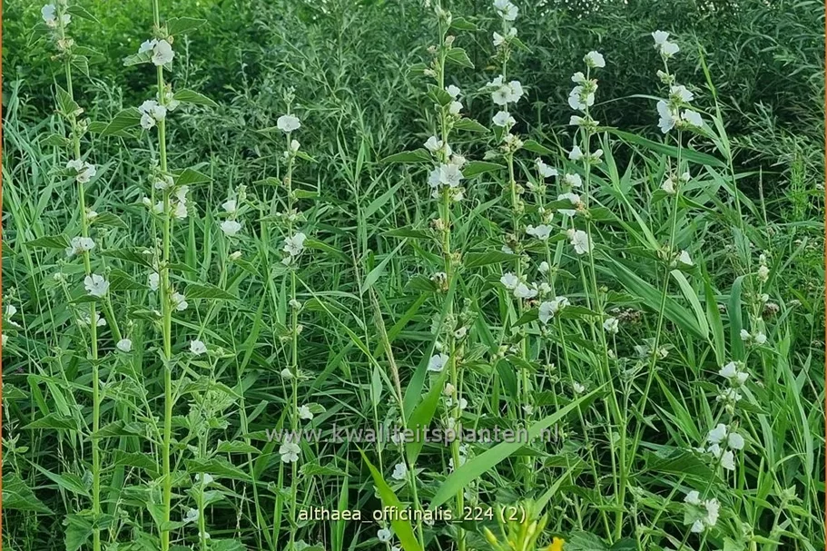 Althaea officinalis