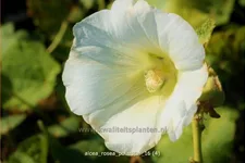 Alcea rosea 'Polarstar'
