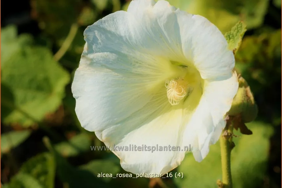 Alcea rosea 'Polarstar'