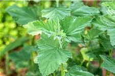 Althaea officinalis