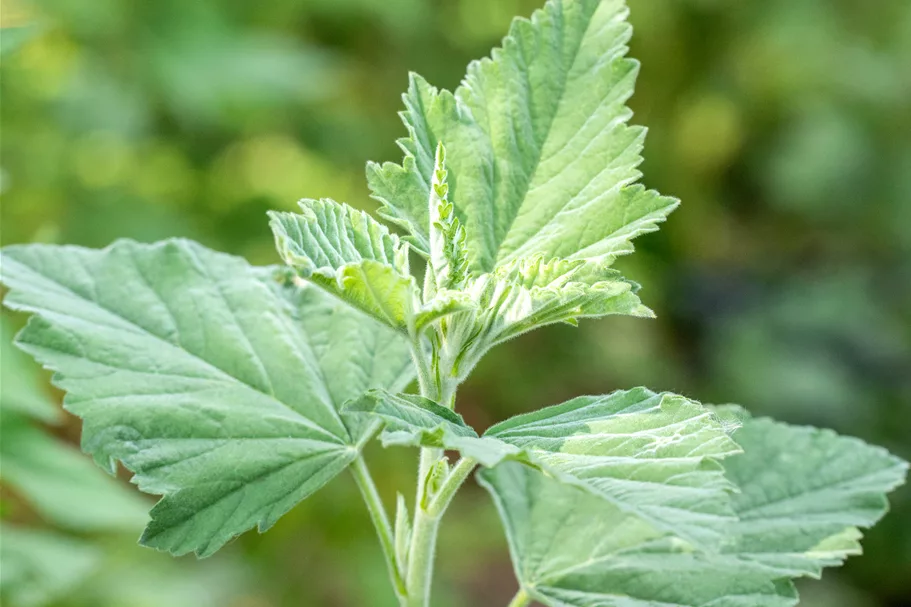 Althaea officinalis