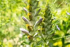 Acanthus mollis