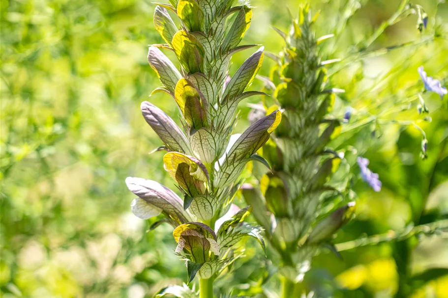Acanthus mollis
