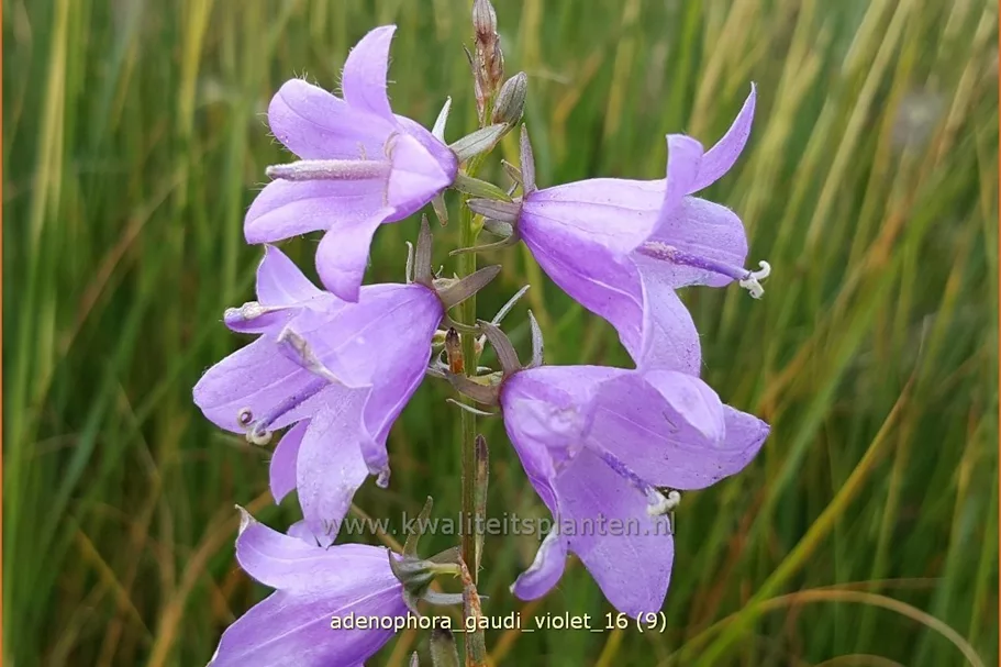 Adenophora confusa FAIRY BELLS™ 'Gaudi Violet'