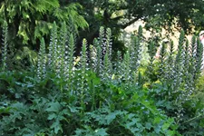 Acanthus mollis