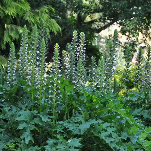 Acanthus mollis