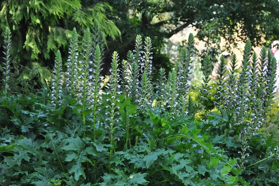 Acanthus mollis