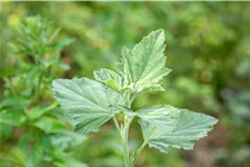 Althaea officinalis