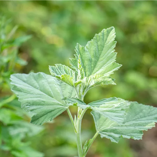 Althaea officinalis