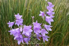 Adenophora confusa FAIRY BELLS™ 'Gaudi Violet'
