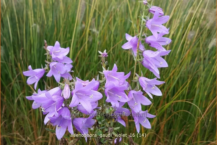 Adenophora confusa FAIRY BELLS™ 'Gaudi Violet'