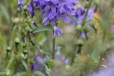 Adenophora confusa FAIRY BELLS™ 'Gaudi Violet'