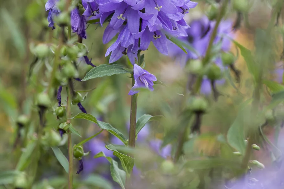 Adenophora confusa FAIRY BELLS™ 'Gaudi Violet'