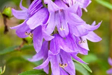Adenophora confusa FAIRY BELLS™ 'Gaudi Violet'
