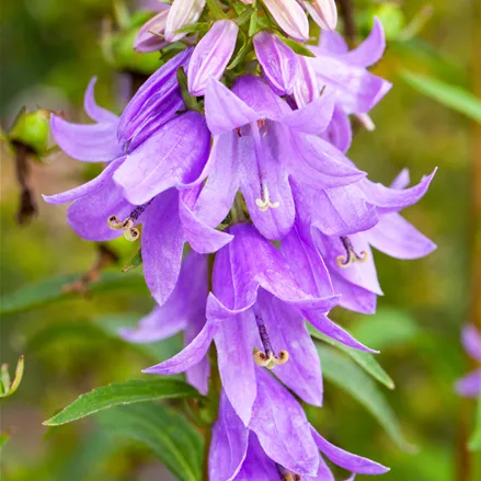 Adenophora confusa FAIRY BELLS™ 'Gaudi Violet'