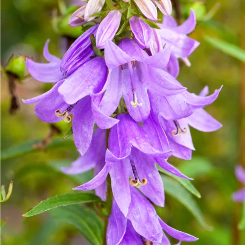 Adenophora confusa FAIRY BELLS™ 'Gaudi Violet'