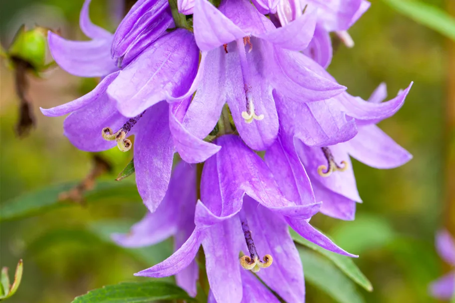 Adenophora confusa FAIRY BELLS™ 'Gaudi Violet'
