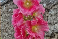 Alcea rosea 'Radiant Rose'