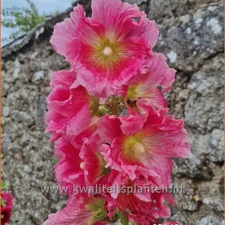 Alcea rosea 'Radiant Rose'