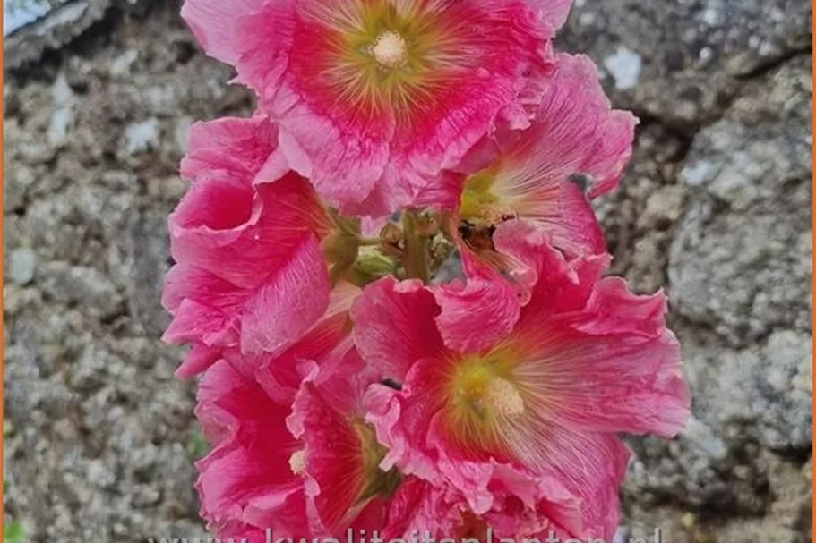 Alcea rosea 'Radiant Rose'