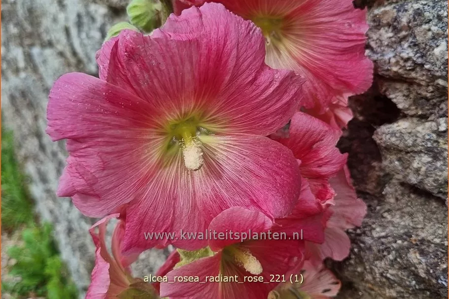 Alcea rosea 'Radiant Rose'
