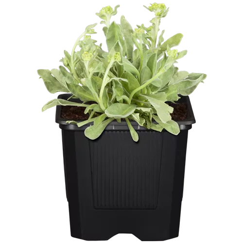 Alyssum montanum