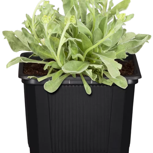 Alyssum montanum