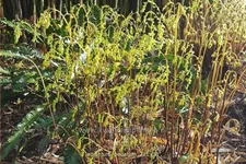 Adiantum pedatum