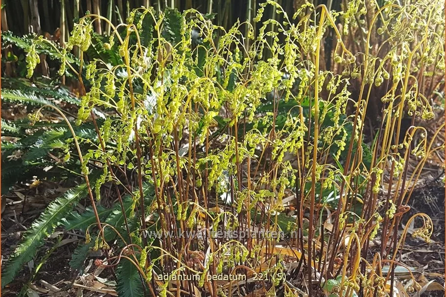 Adiantum pedatum