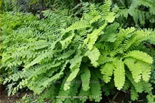 Adiantum pedatum