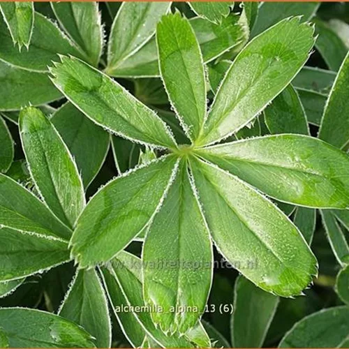 Alchemilla alpina