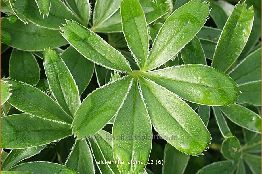 Alchemilla alpina