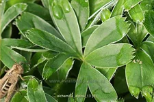 Alchemilla alpina