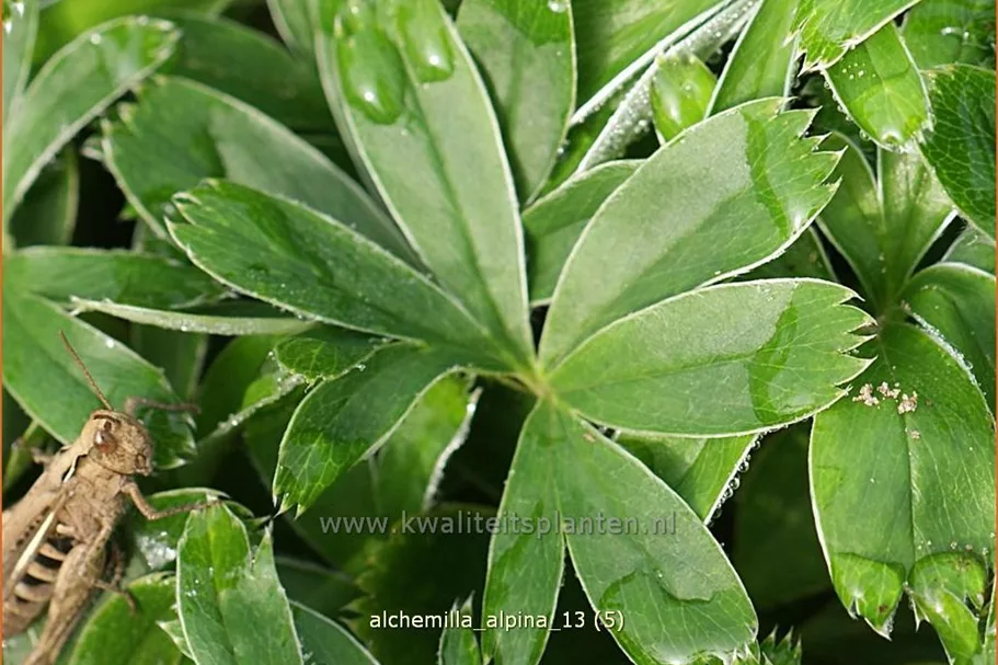 Alchemilla alpina