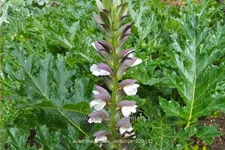 Acanthus mollis var. latifolius