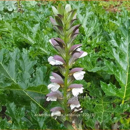 Acanthus mollis var. latifolius