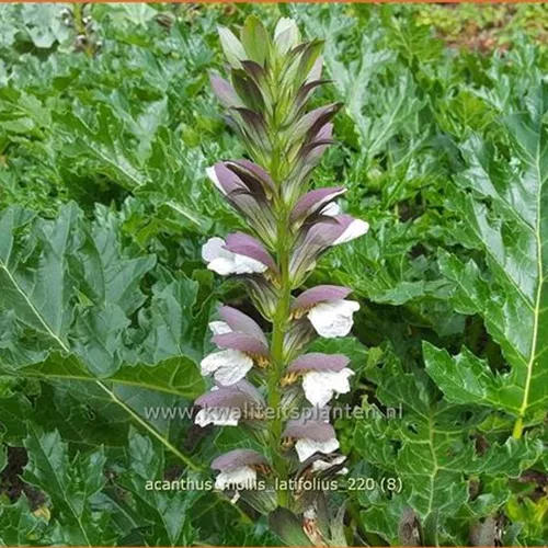 Acanthus mollis var. latifolius