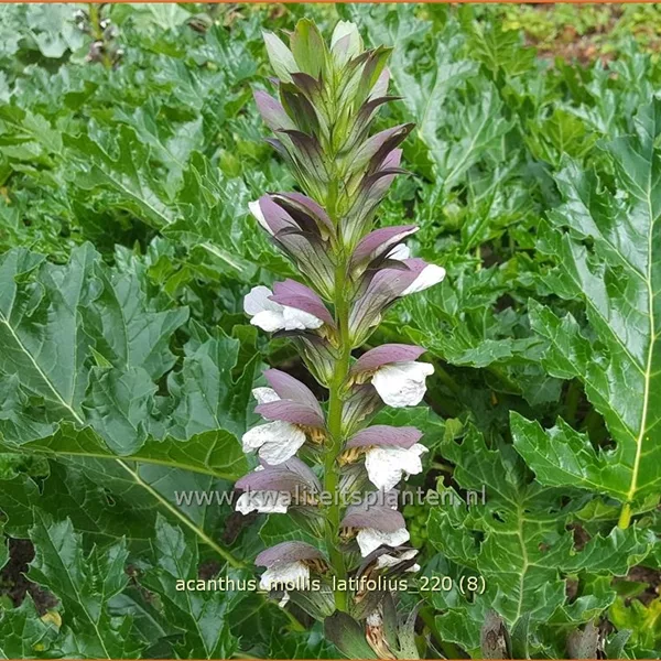 Acanthus mollis var. latifolius