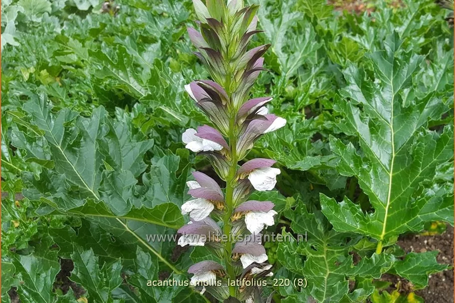 Acanthus mollis var. latifolius