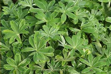 Alchemilla alpina