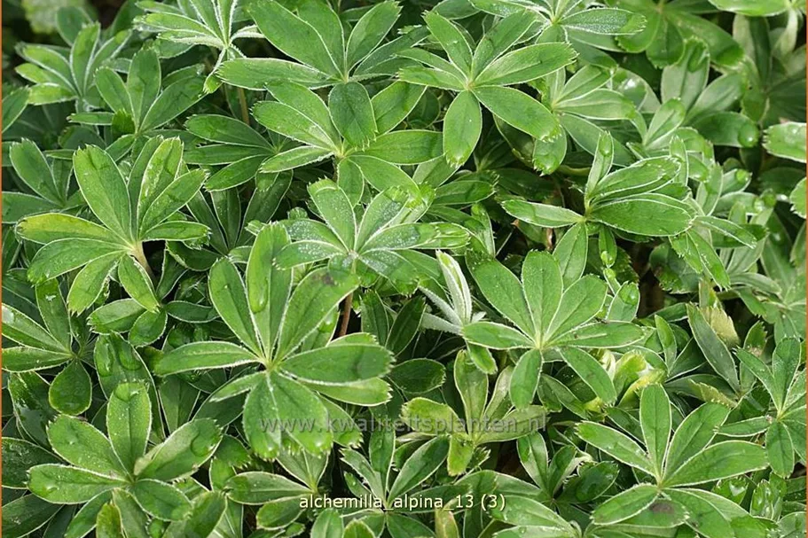 Alchemilla alpina