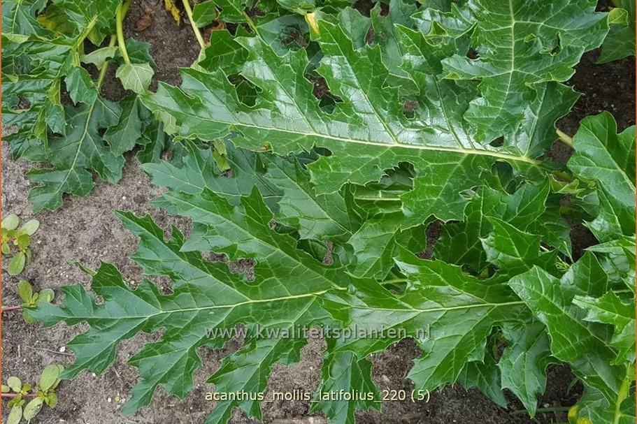 Acanthus mollis var. latifolius
