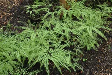 Adiantum pedatum