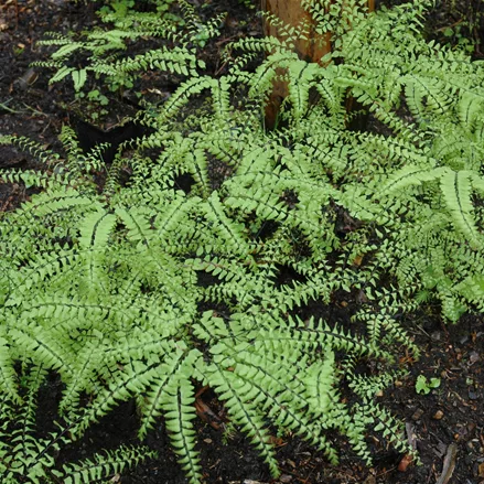 Adiantum pedatum