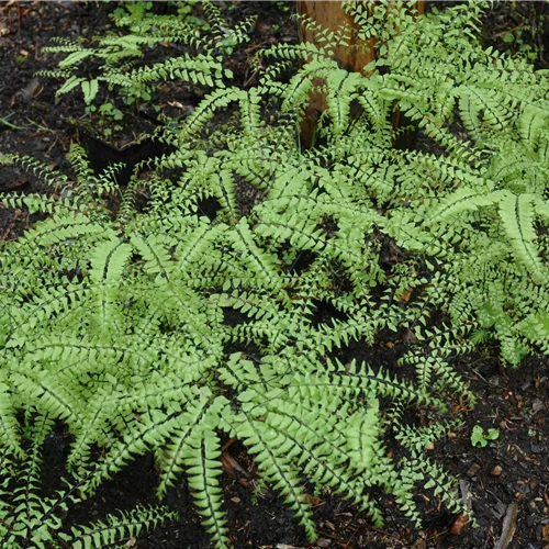 Adiantum pedatum