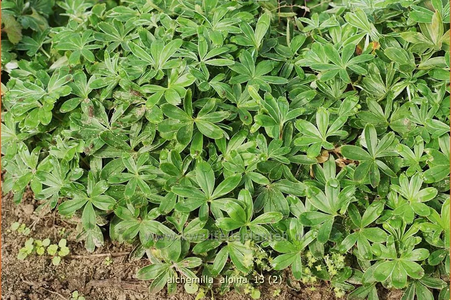 Alchemilla alpina