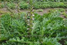Acanthus mollis var. latifolius