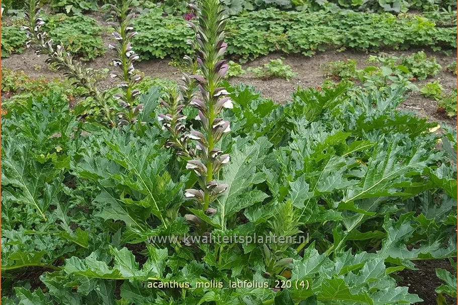 Acanthus mollis var. latifolius